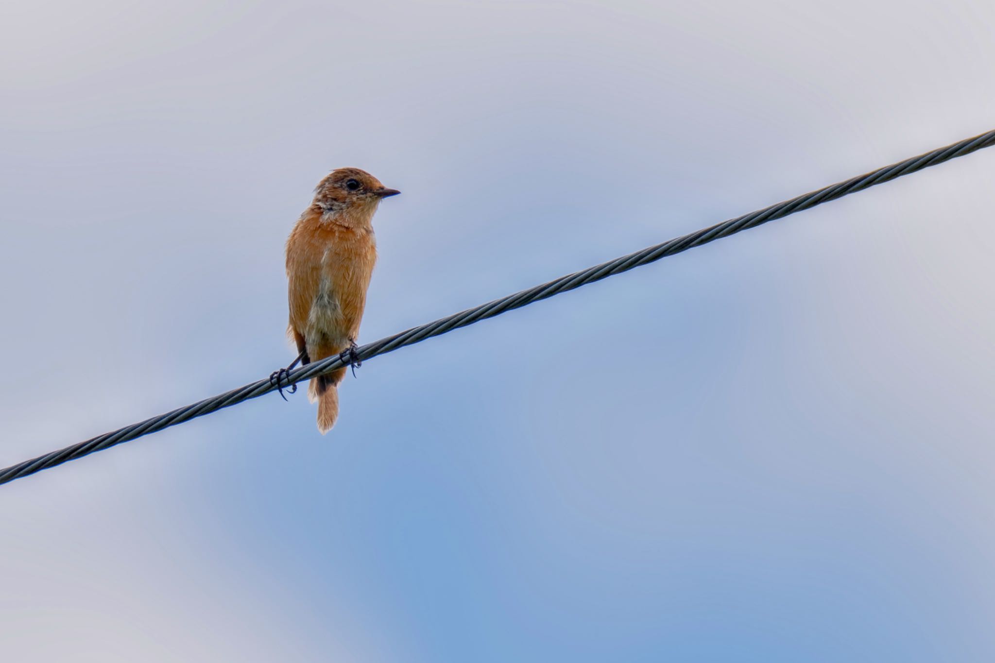 Amur Stonechat