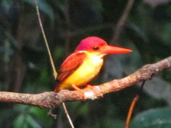 Rufous-backed Dwarf Kingfisher