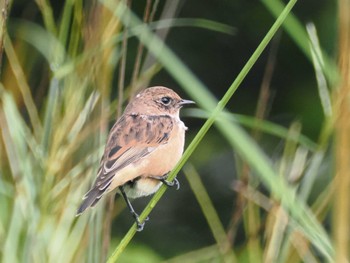 Amur Stonechat JGSDF Kita-Fuji Exercise Area Tue, 8/15/2023