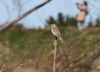 Common Reed Bunting 川島町 Wed, 2/23/2022