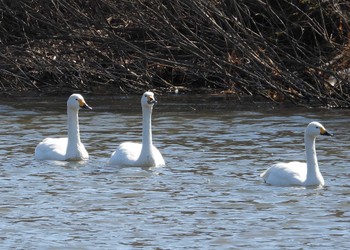 Tundra Swan 川島町 Wed, 2/23/2022