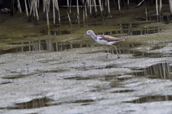 2023年8月15日(火) 六郷土手干潟の野鳥観察記録