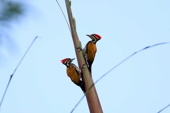 Common Flameback Singapore Botanic Gardens Sat, 7/14/2018