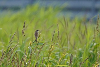 Black-browed Reed Warbler 石狩 茨戸川 Sun, 7/2/2023