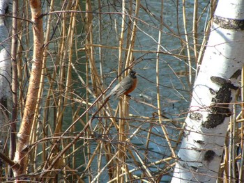 Wed, 4/9/2003 Birding report at Boston, MA, USA