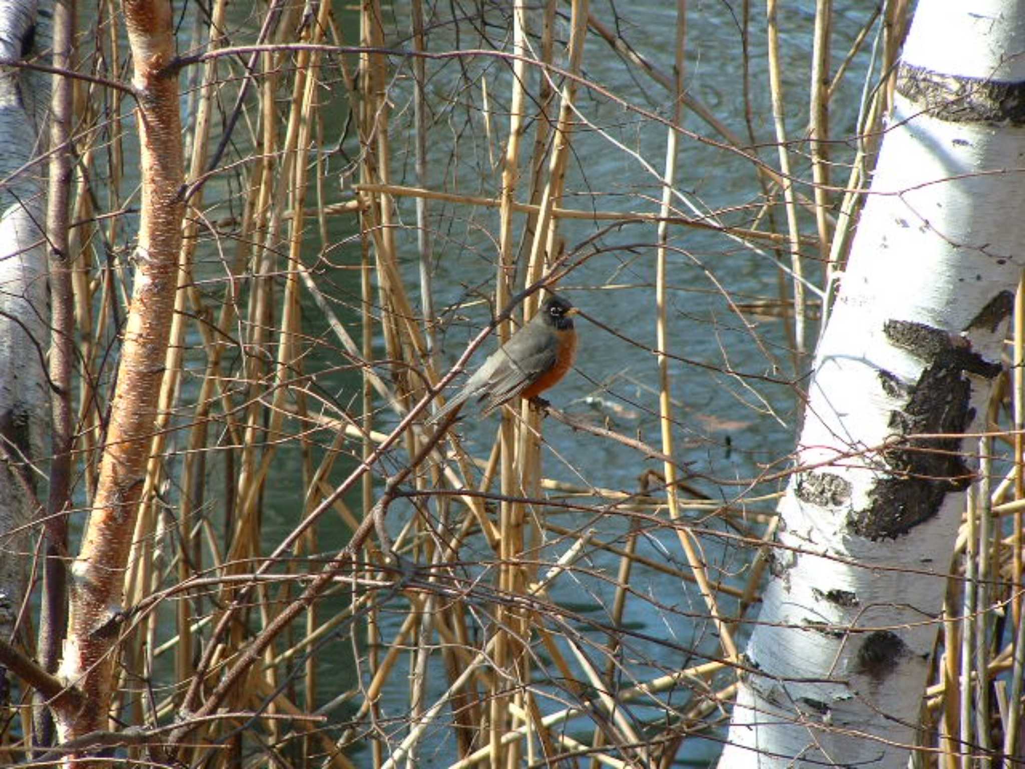 Photo of American Robin at Boston, MA, USA by アカウント6488