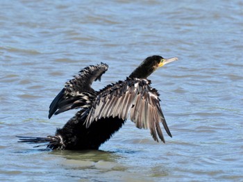 カワウ 東京港野鳥公園 2023年8月5日(土)