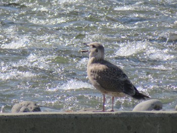 Common Gull Unknown Spots Thu, 8/23/2018