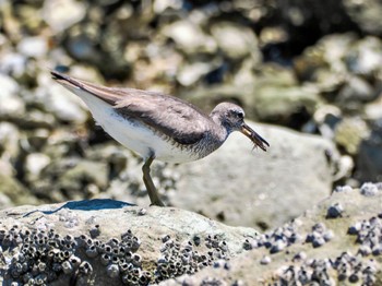 キアシシギ 東京港野鳥公園 2023年8月5日(土)