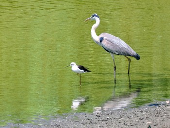 2023年8月5日(土) 東京港野鳥公園の野鳥観察記録