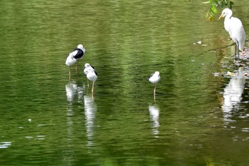 セイタカシギ 東京港野鳥公園 2023年8月15日(火)