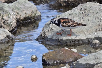 キョウジョシギ 東京港野鳥公園 2023年8月15日(火)