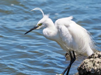 コサギ 東京港野鳥公園 2023年8月5日(土)