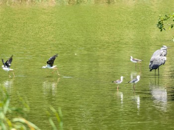 セイタカシギ 東京港野鳥公園 2023年8月5日(土)