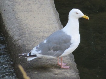 Common Gull Unknown Spots Thu, 8/23/2018