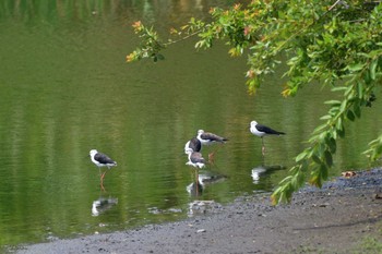 セイタカシギ 東京港野鳥公園 2023年8月15日(火)