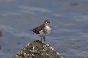 イソシギ 東京港野鳥公園 2023年8月15日(火)