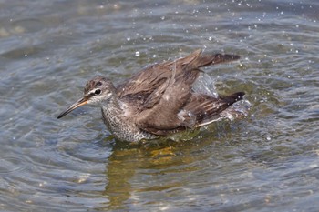 キアシシギ 東京港野鳥公園 2023年8月15日(火)