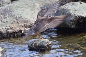 キアシシギ 東京港野鳥公園 2023年8月15日(火)