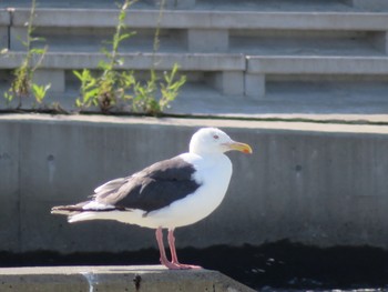 Common Gull Unknown Spots Thu, 8/23/2018