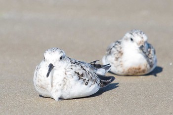 Sanderling Unknown Spots Thu, 8/23/2018