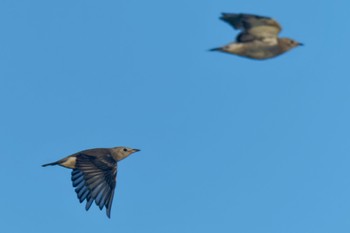 Chestnut-cheeked Starling JGSDF Kita-Fuji Exercise Area Sat, 8/12/2023