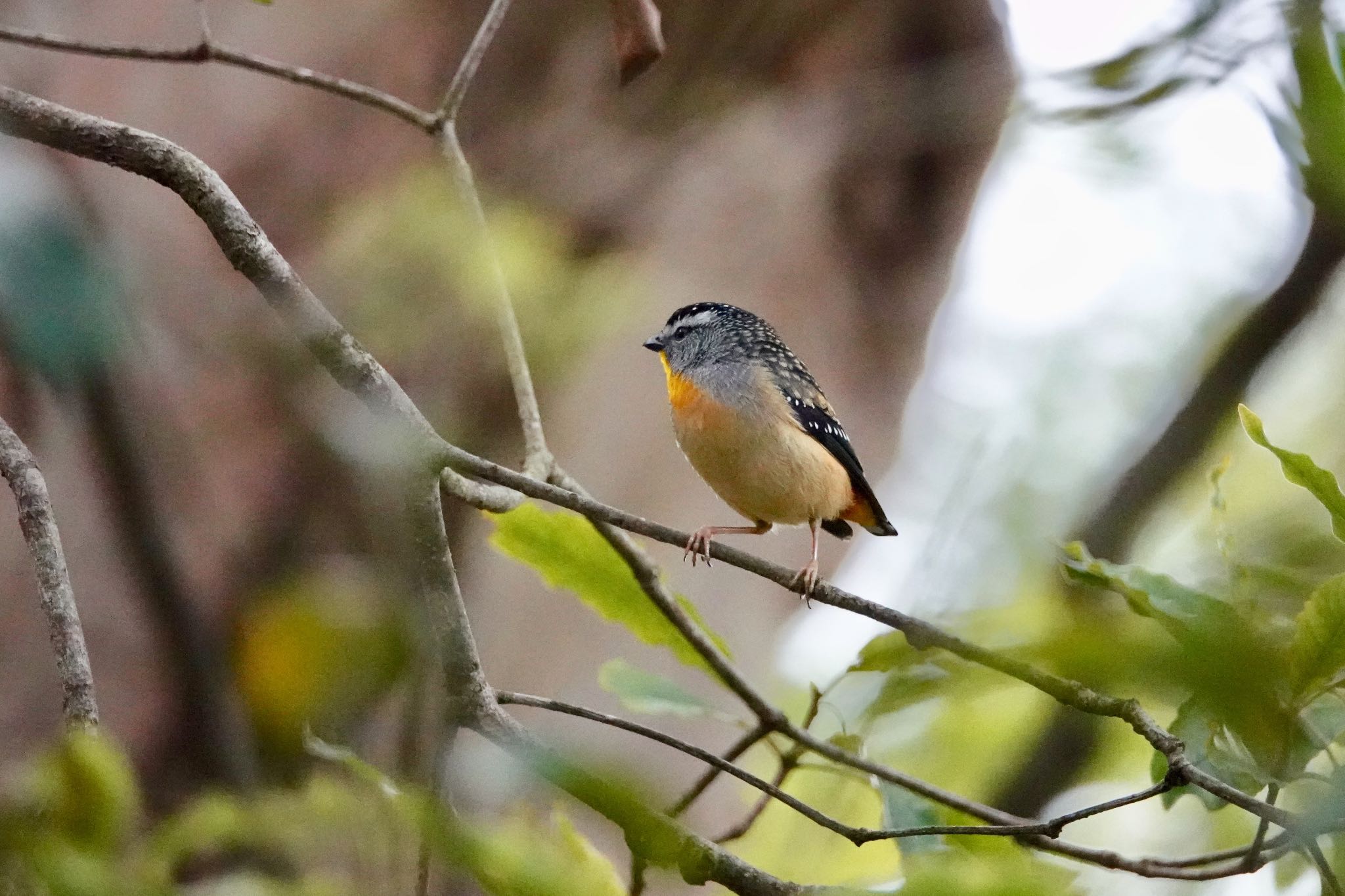 Spotted Pardalote