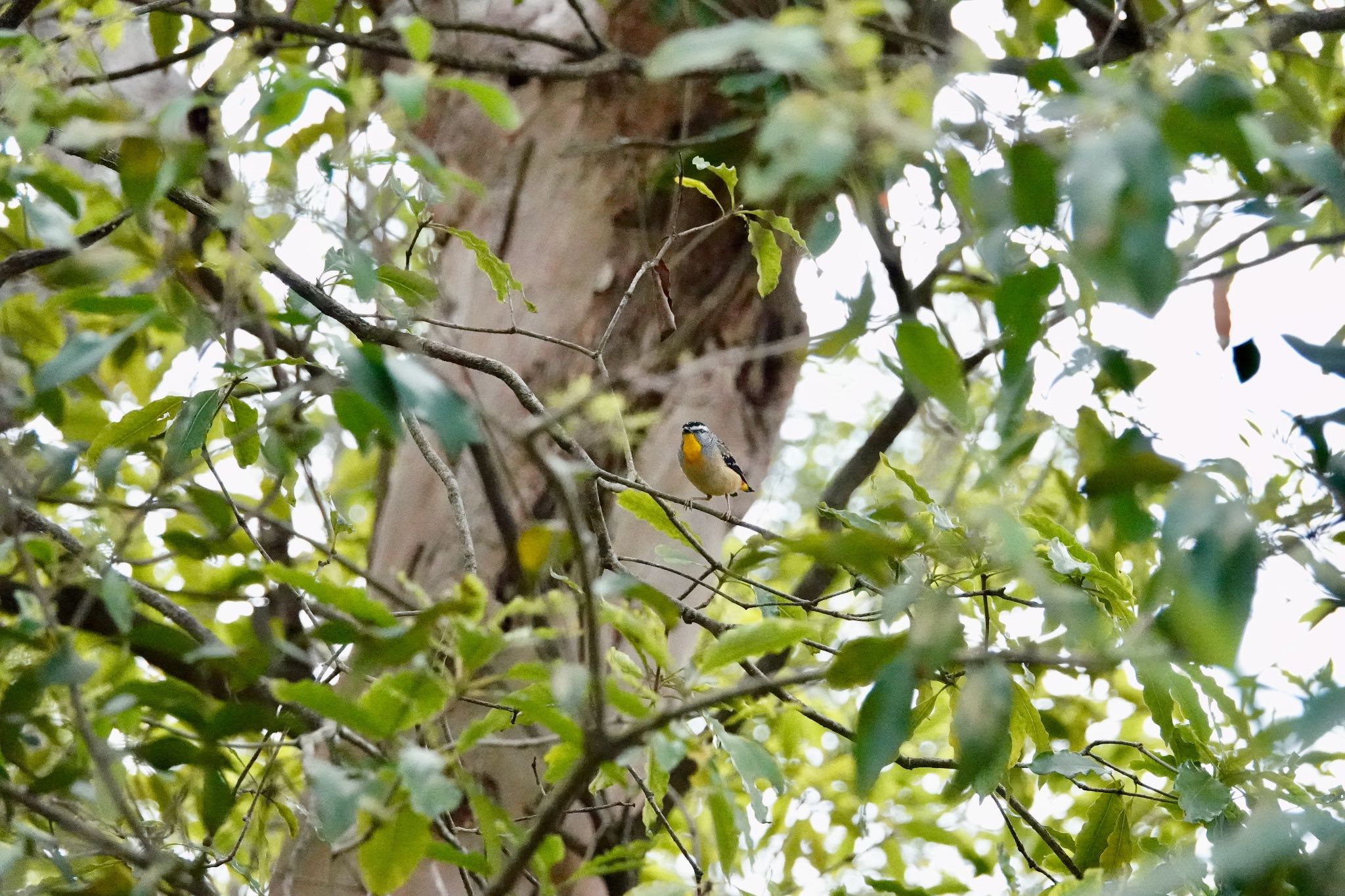 Spotted Pardalote