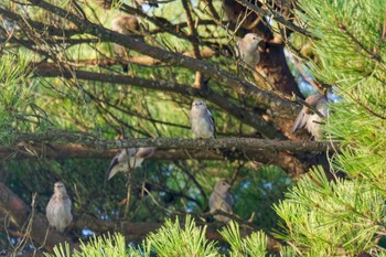 Chestnut-cheeked Starling JGSDF Kita-Fuji Exercise Area Sat, 8/12/2023