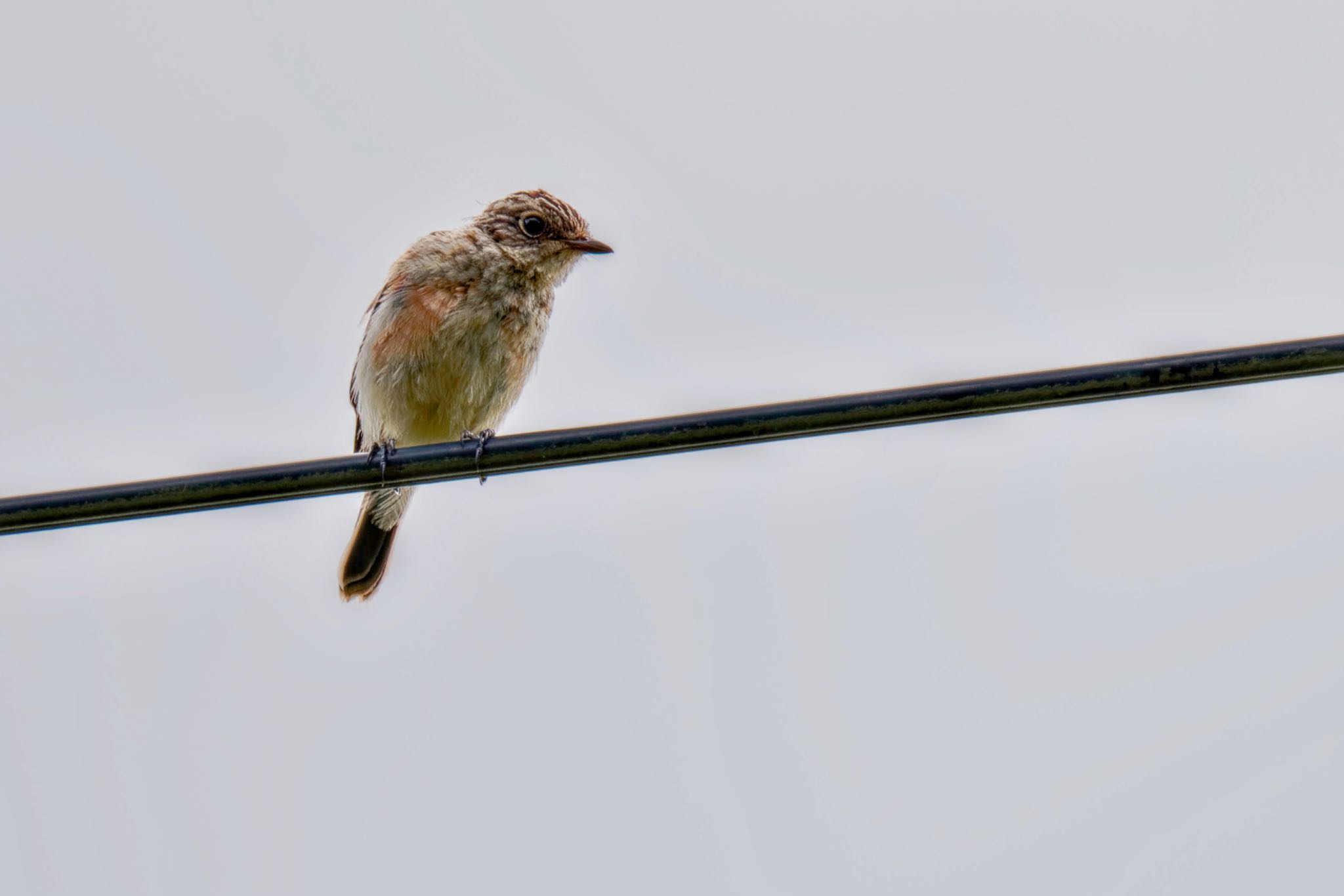 Photo of Amur Stonechat at JGSDF Kita-Fuji Exercise Area by アポちん