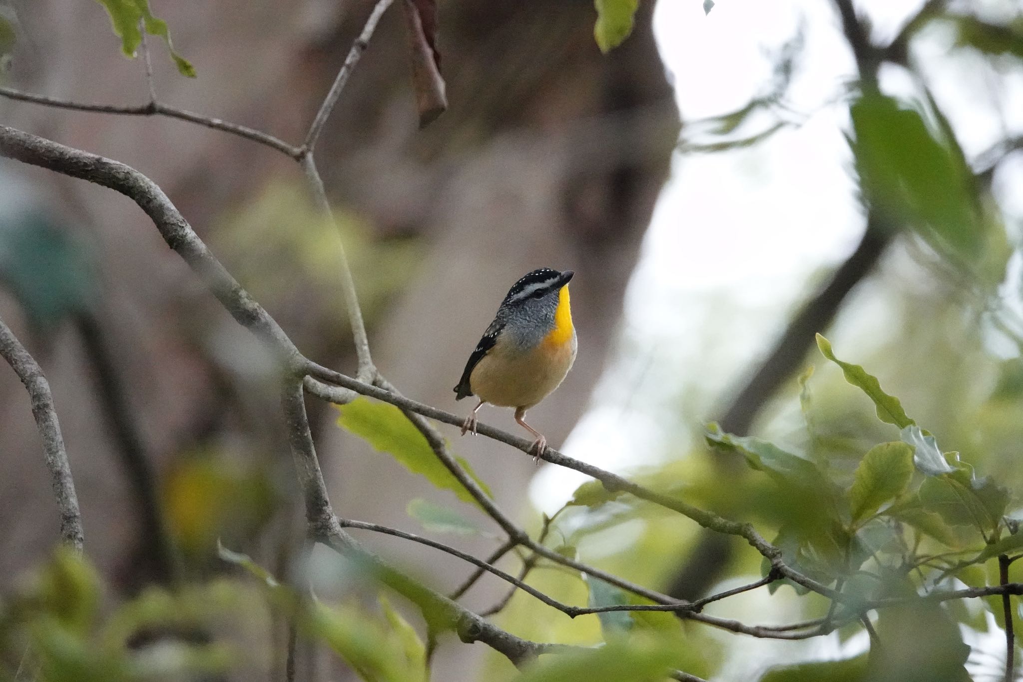 Spotted Pardalote