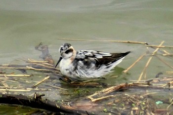 Red-necked Phalarope 天白川(名古屋市南区) Wed, 8/16/2023