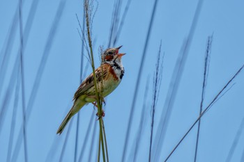 Chestnut-eared Bunting JGSDF Kita-Fuji Exercise Area Fri, 8/11/2023