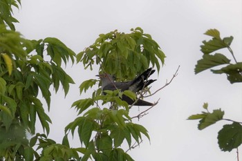 Common Cuckoo 石狩 茨戸川 Sun, 7/2/2023