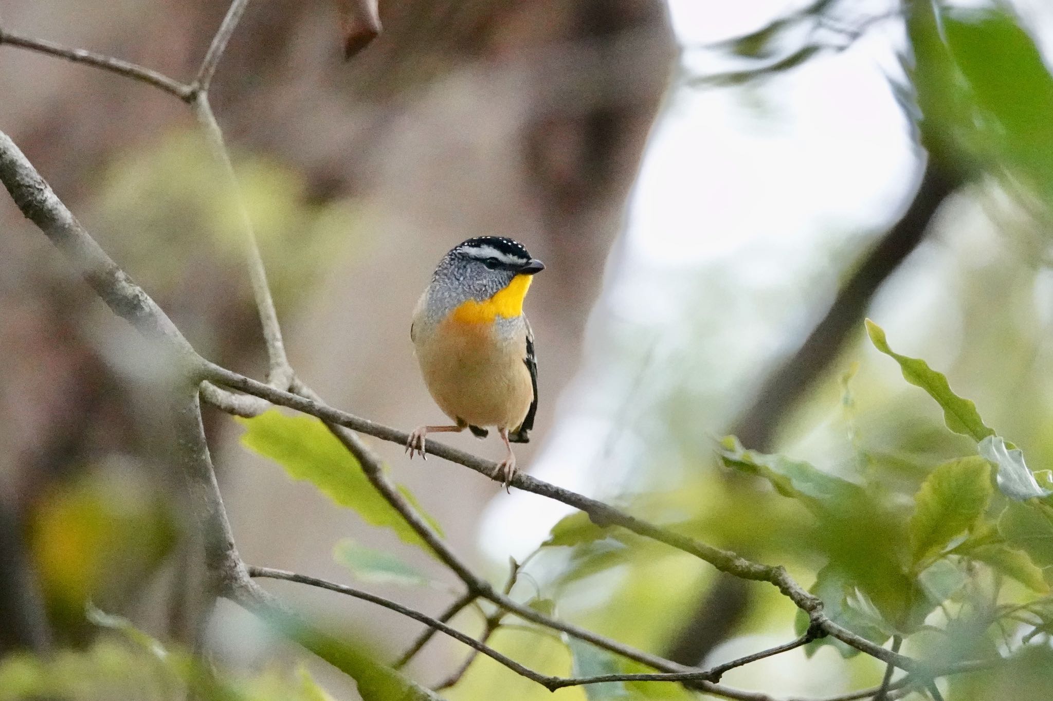 Photo of Spotted Pardalote at シドニー by のどか