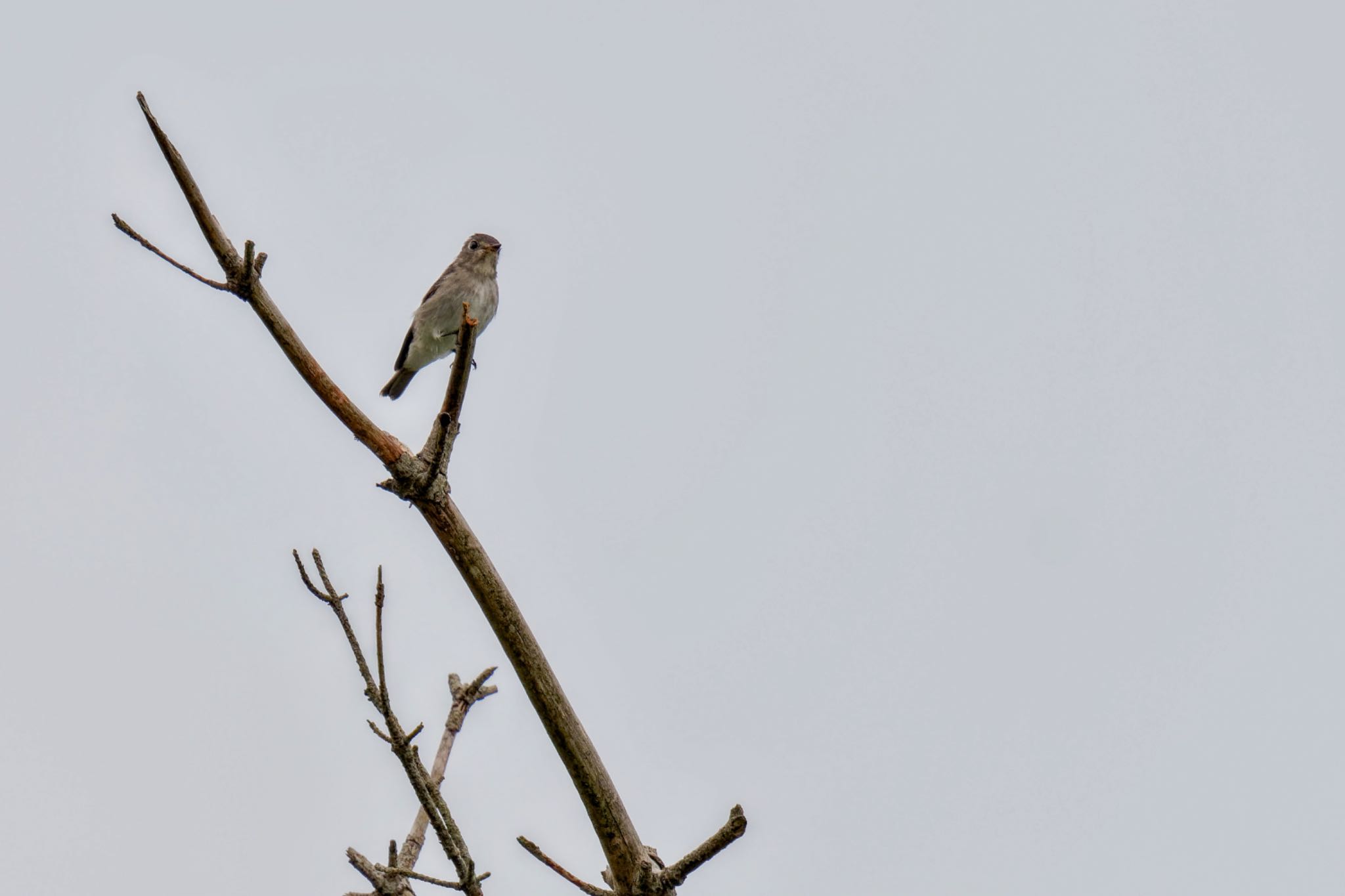 Asian Brown Flycatcher