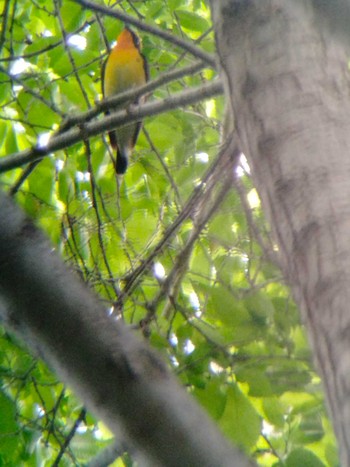 Narcissus Flycatcher 茨戸川緑地 Sun, 5/28/2023