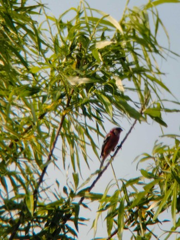 Siberian Long-tailed Rosefinch 茨戸川緑地 Sat, 5/27/2023