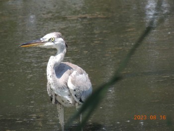 アオサギ 葛西臨海公園 2023年8月16日(水)