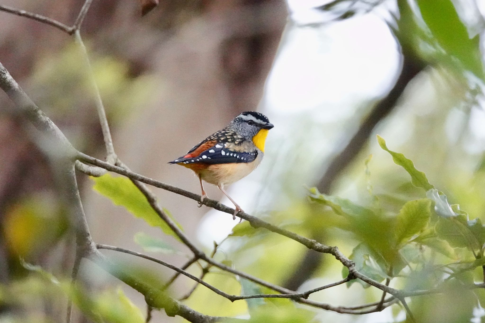 Spotted Pardalote