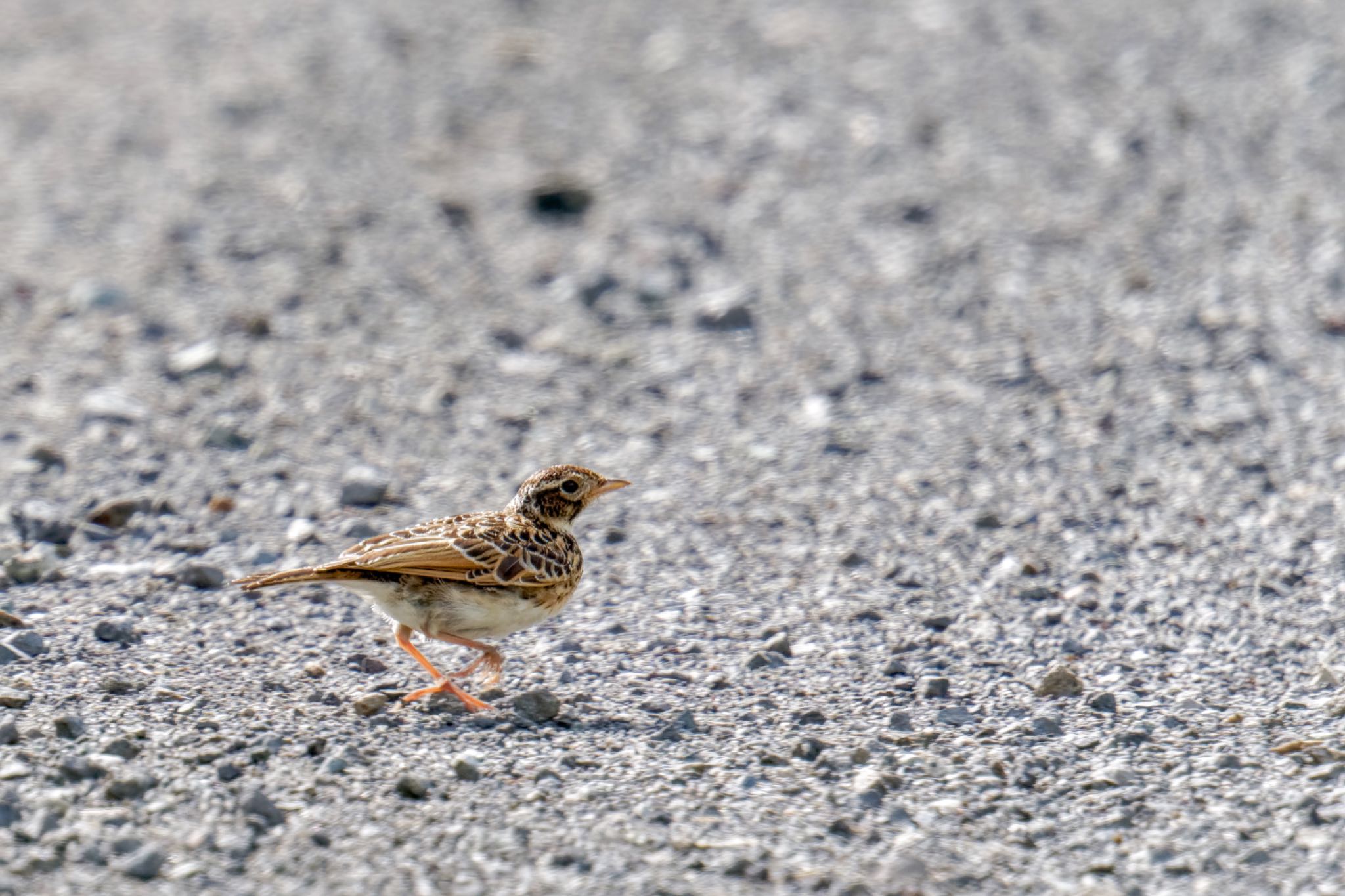 Photo of Eurasian Skylark at JGSDF Kita-Fuji Exercise Area by アポちん