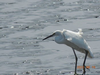 コサギ 葛西臨海公園 2023年8月16日(水)