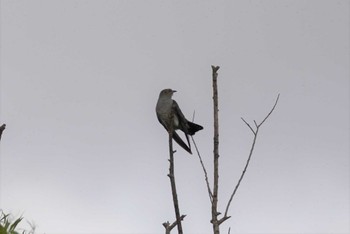 Common Cuckoo 石狩 茨戸川 Sun, 7/2/2023