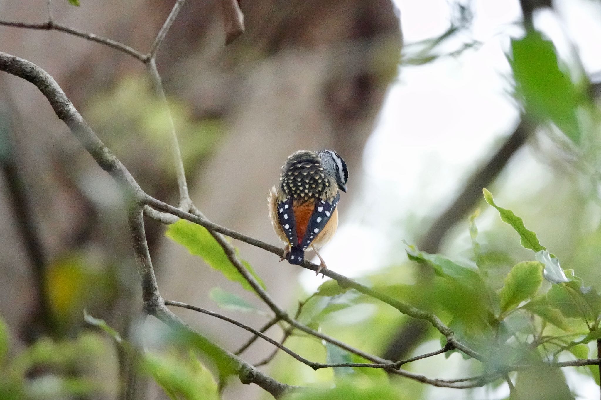 Photo of Spotted Pardalote at シドニー by のどか