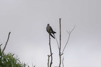 Common Cuckoo 石狩 茨戸川 Sun, 7/2/2023