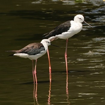 2023年8月16日(水) 東京港野鳥公園の野鳥観察記録