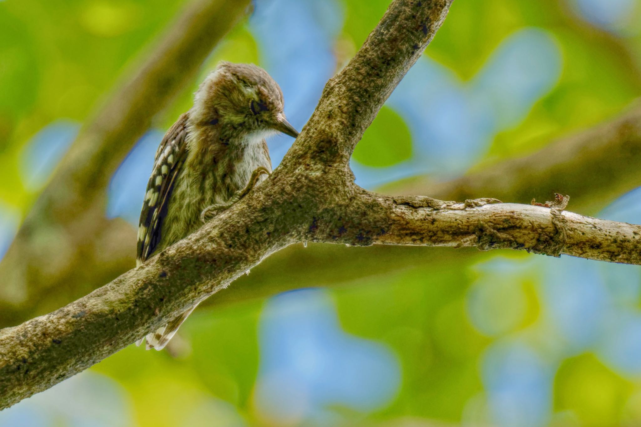 Japanese Pygmy Woodpecker