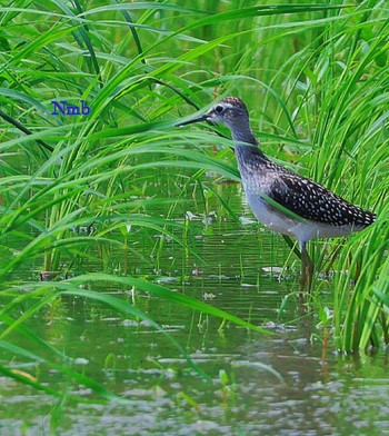 Wood Sandpiper Unknown Spots Unknown Date