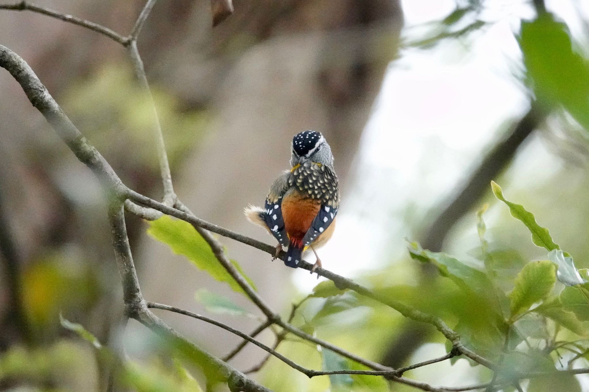 Spotted Pardalote