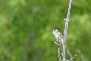 Black-browed Reed Warbler 石狩 茨戸川 Sun, 7/2/2023